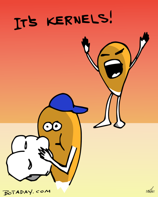 Vector graphic image by Mike Martinet of a corn kernel warning another corn kernel who's about to bite into a piece of popcorn.