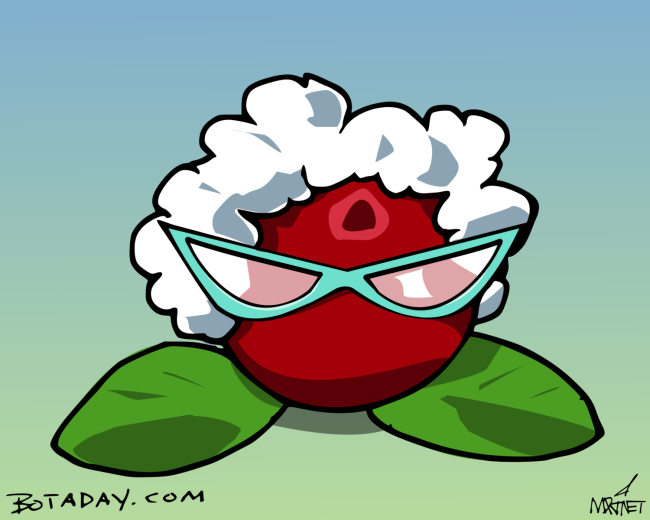Vector graphic image by Mike Martinet of a cranberry with a wig and cat's eye glasses